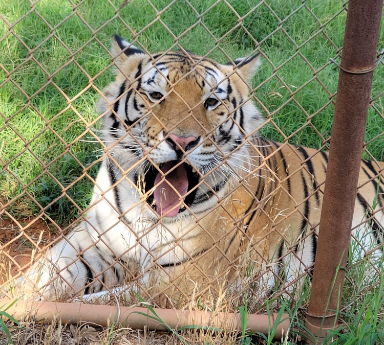 tiger-safari-zoological-park-photo